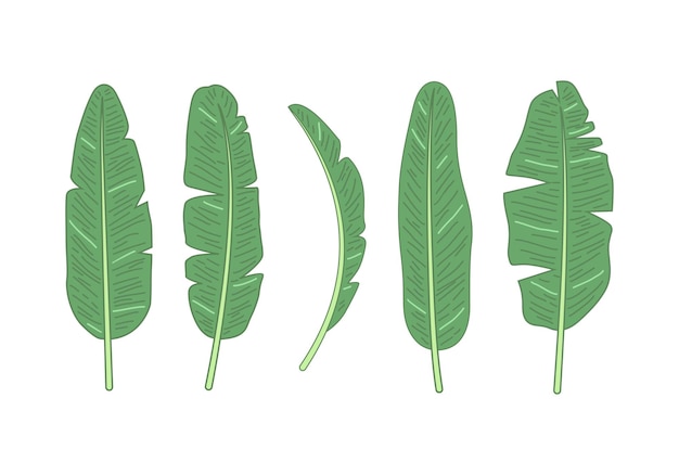 conjunto de hojas de plátano ilustración de dibujos animados vectorial