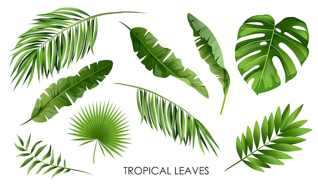 Conjunto de hojas y ramas de palmeras tropicales aisladas sobre un fondo blanco Ilustración vectorial