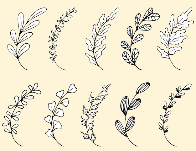 Conjunto de hojas y ramas vectoriales dibujadas a mano Colección de elementos de plantas florales de árboles
