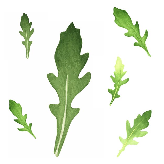Vector conjunto de hojas de rúcula acuarela