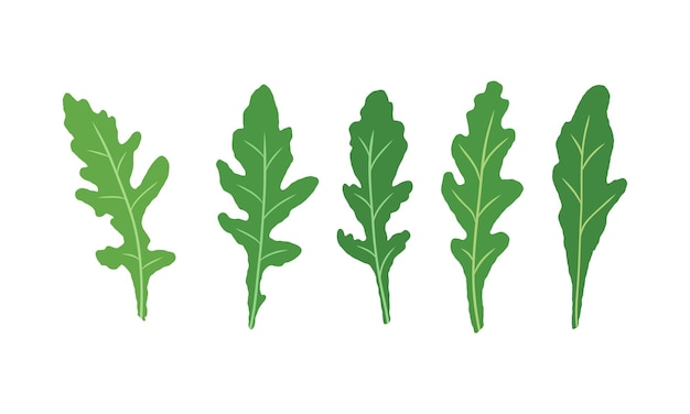 Conjunto de hojas de rúcula Vector pintado Ilustración de superalimentos sobre fondo blanco Hojas verdes frescas