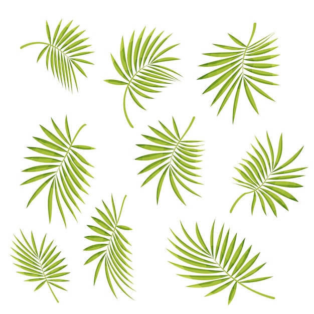 Conjunto de hojas tropicales Colección de hojas verdes diferentes Ilustración vectorial colorida