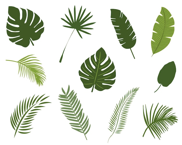 Conjunto de hojas tropicales dibujadas a mano Hermosa ilustración vectorial botánica dibujada a mano aislada