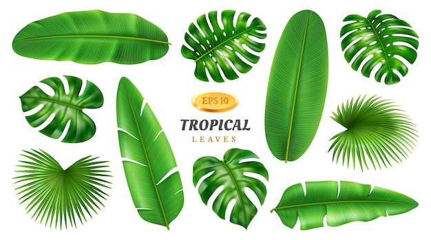 Conjunto de hojas tropicales exótico diseño de follaje de verano.