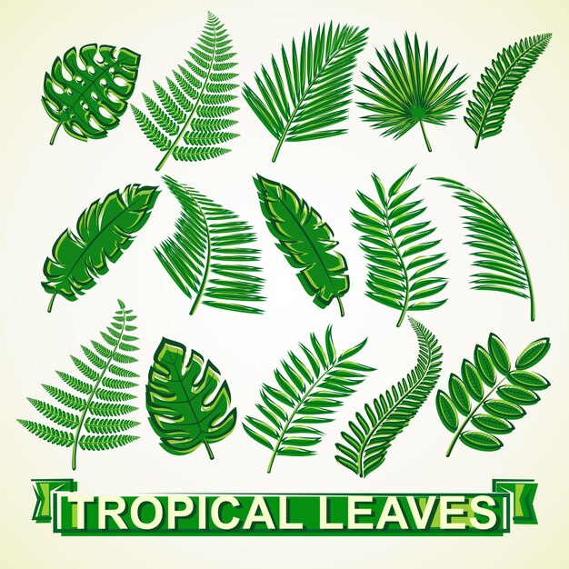 Vector conjunto de hojas tropicales. icono de colección hojas tropicales. ilustración vectorial