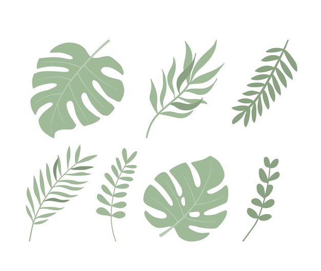 Conjunto de hojas tropicales ilustración vectorial plana Planta exótica sobre fondo blanco