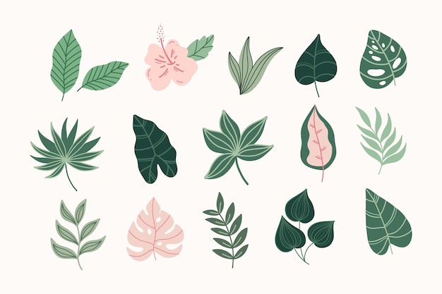 Conjunto de hojas tropicales modernas. Hojas de monstera.