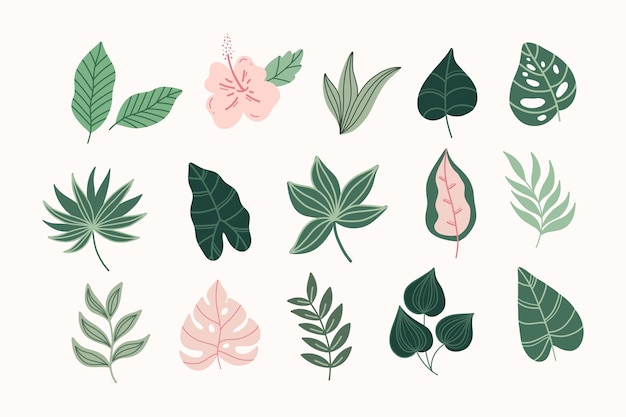 Vector conjunto de hojas tropicales modernas. hojas de monstera.