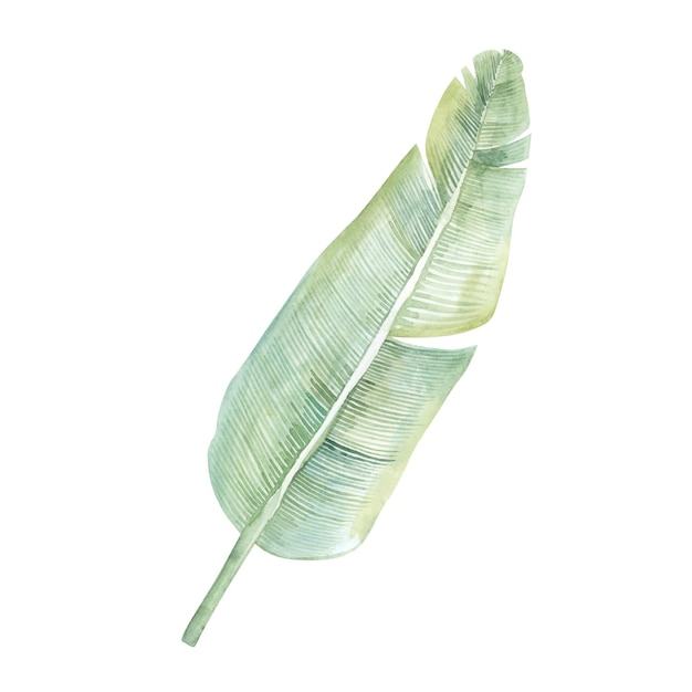 conjunto de hojas tropicales sobre un fondo blanco hojas de palma ilustración acuarela