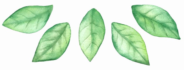 Conjunto de hojas verdes acuarela Elementos de diseño aislados