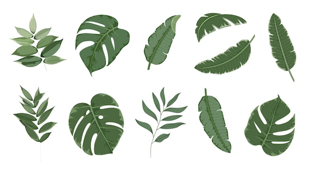 Conjunto de hojas verdes exóticas de plantas y palmeras Dibujo vectorial de colección de hierbas tropicales