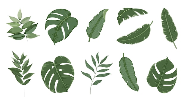 Conjunto de hojas verdes exóticas de plantas y palmeras dibujo vectorial de colección de hierbas tropicales