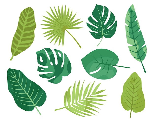 Conjunto de hojas verdes tropicales Colección de follaje de selva de vector plano