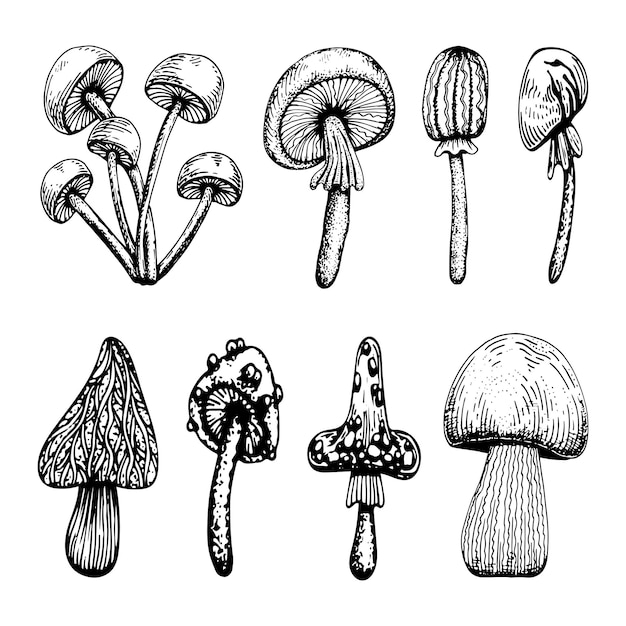 Conjunto de hongos venenosos amanita muscaria sketch estilo somormujo agárico de mosca mortal seta de bosque peligroso línea de arte en blanco y negro vector dibujado a mano hongo psicodélico