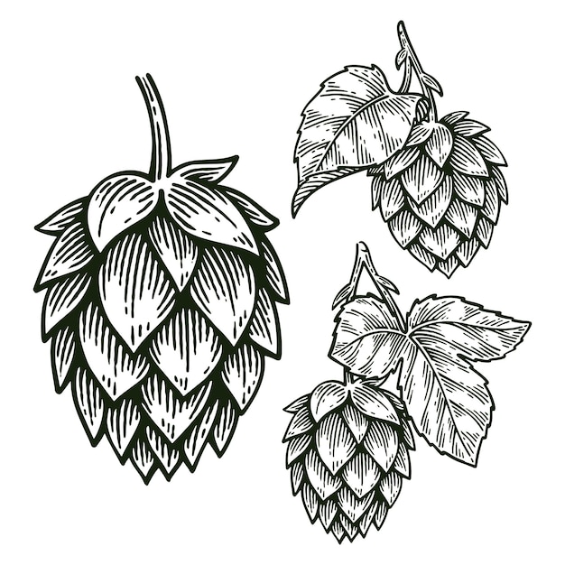 Conjunto de Hop Humulus Lupulus dibujado a mano Arte de línea Estilo de grabado Colección de ilustraciones vectoriales