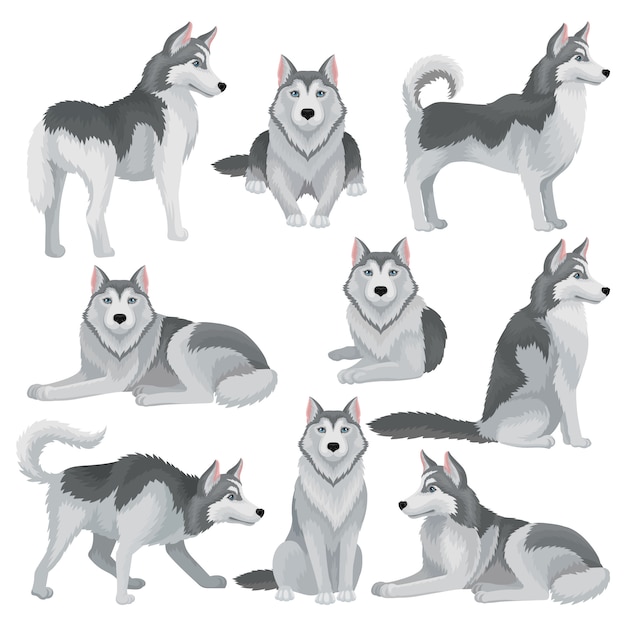 Conjunto de husky siberiano en diferentes poses. Adorable perro doméstico con pelaje gris y ojos azules brillantes. Mascota casera