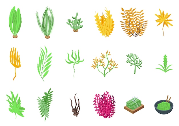 Conjunto de iconos de algas planta de espirulina vectorial isométrica