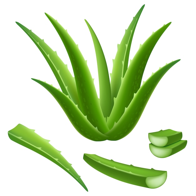 Conjunto de iconos de aloe