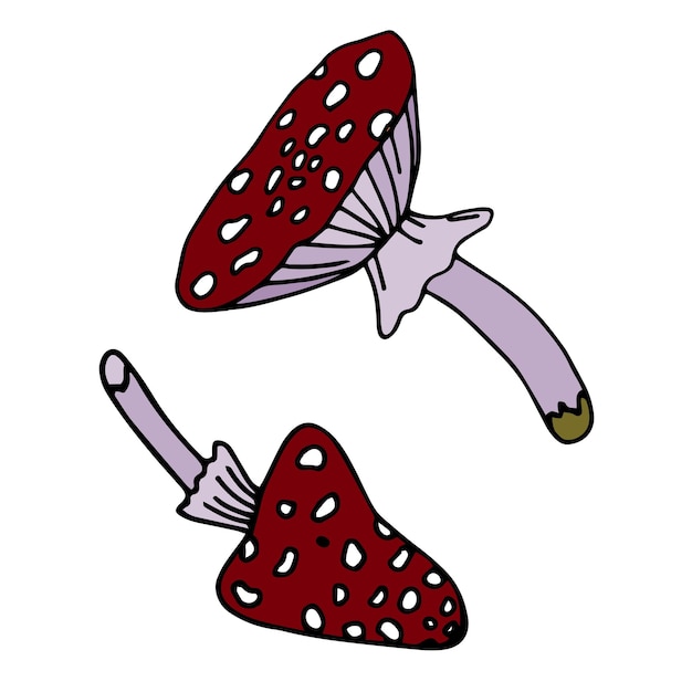 Conjunto de iconos de amanita de agárico de mosca ilustración vectorial dibujada a mano en estilo garabato aislado en blanco