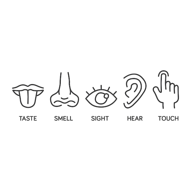 Conjunto de iconos de los cinco sentidos dibujado a mano para ilustraciones educativas esquema de símbolo plantilla vectorial simple