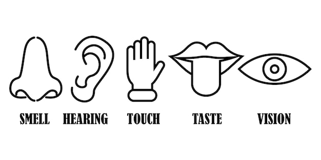 Conjunto de iconos de los cinco sentidos humanos Símbolo del olfato, la audición, el tacto, el gusto y la visión