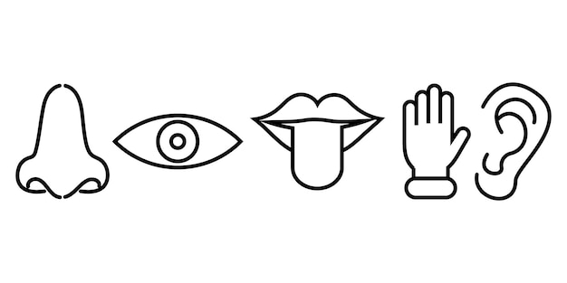 Conjunto de iconos de los cinco sentidos humanos Símbolo del olfato, la audición, el tacto, el gusto y la visión