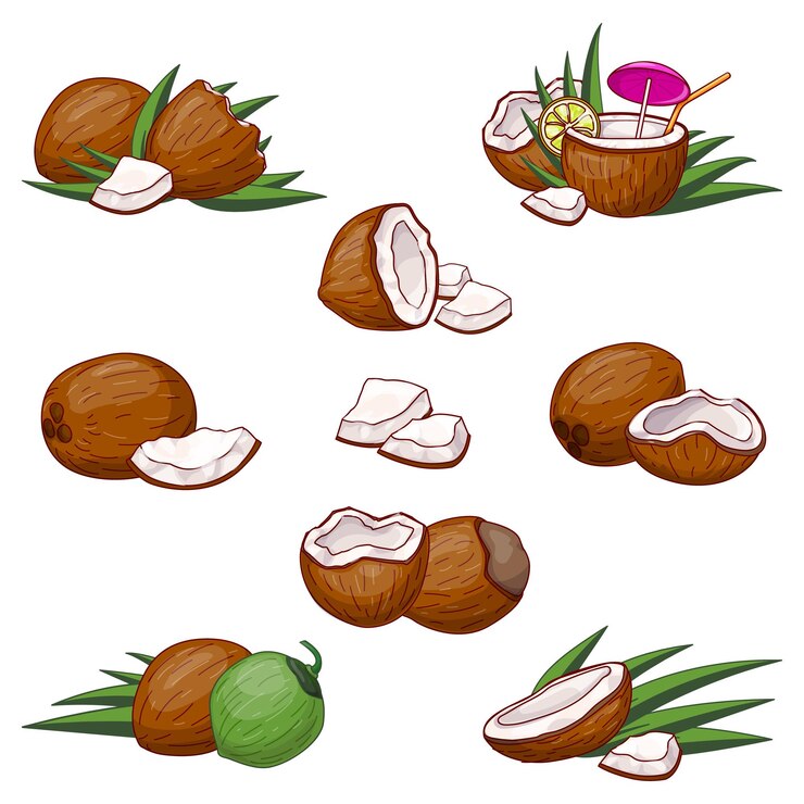 Vector conjunto de iconos de coco vector de dibujos animados palmera de hoja de coco fruta de comida
