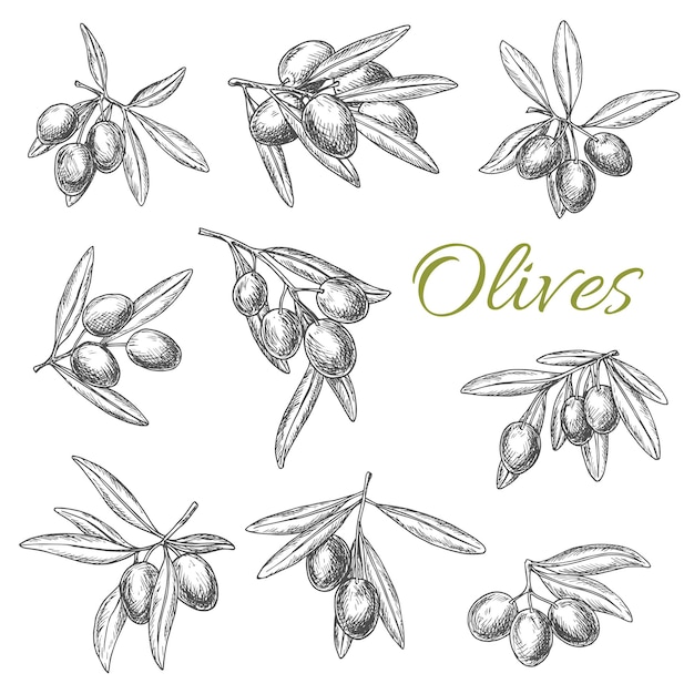 Conjunto de iconos de dibujo vectorial de ramas de olivos