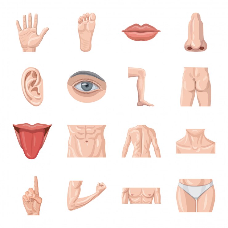 Vector conjunto de iconos de dibujos animados de cuerpo humano.