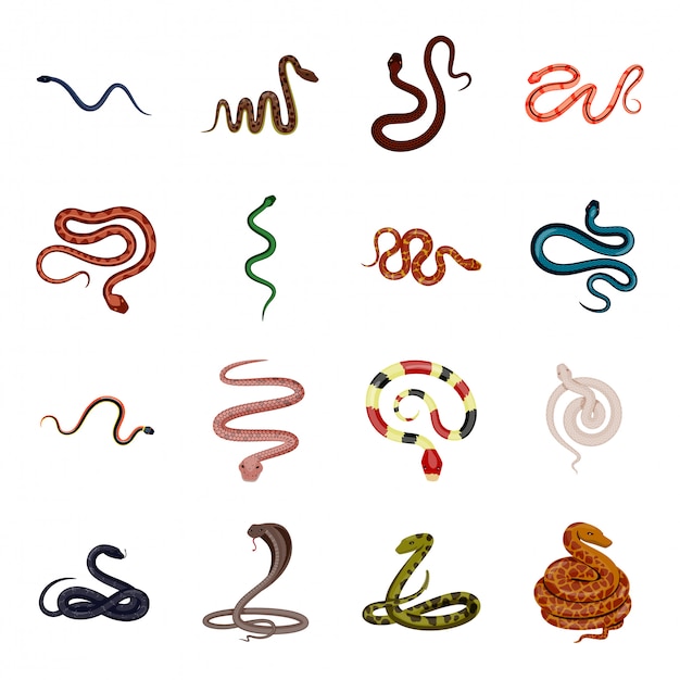 Vector conjunto de iconos de dibujos animados de serpiente