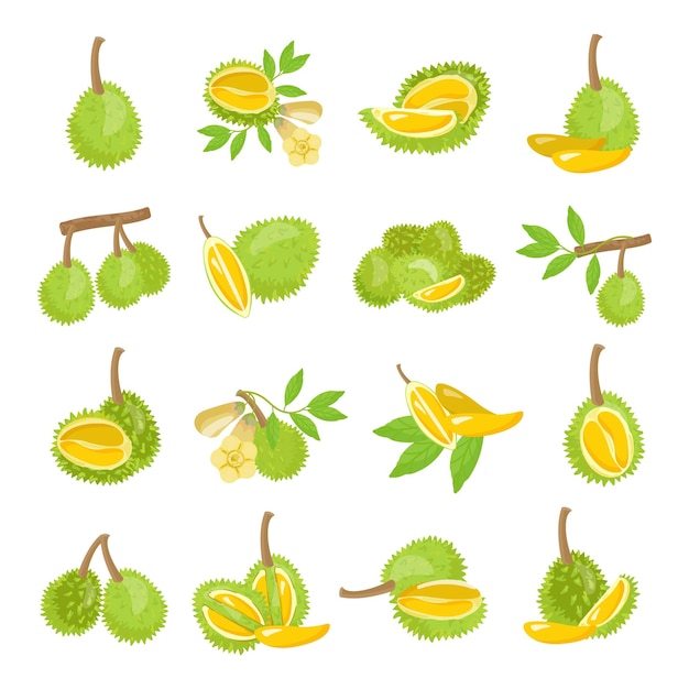 Vector conjunto de iconos de durian vector de dibujos animados musang fruta