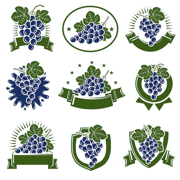 Vector conjunto de iconos y etiquetas de uvas icono de colección de uvas vector