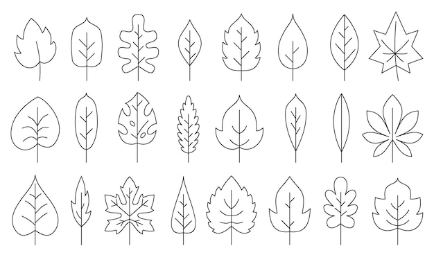 Conjunto de iconos de línea negra de hoja Página de libro para colorear con naturaleza ecológica hojas orgánicas de roble abedul arce álamo ceniza aspen castaño té contorno brote aislado en blanco Árbol caducifolio bosque planta follaje