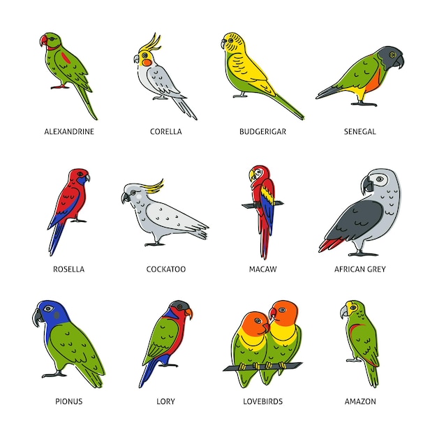 Vector conjunto de iconos de loros en estilo de línea de color