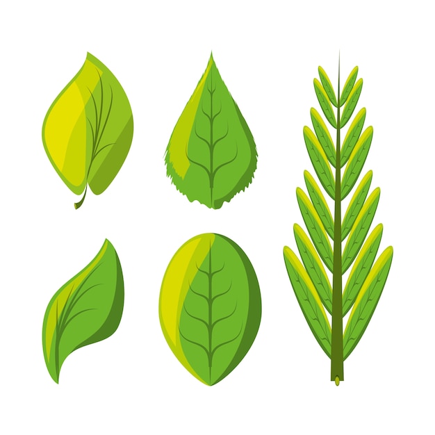 Vector conjunto de iconos naturales y ecología deja diseño