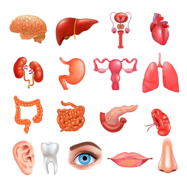 Conjunto de iconos de órganos internos. Ilustración realista
