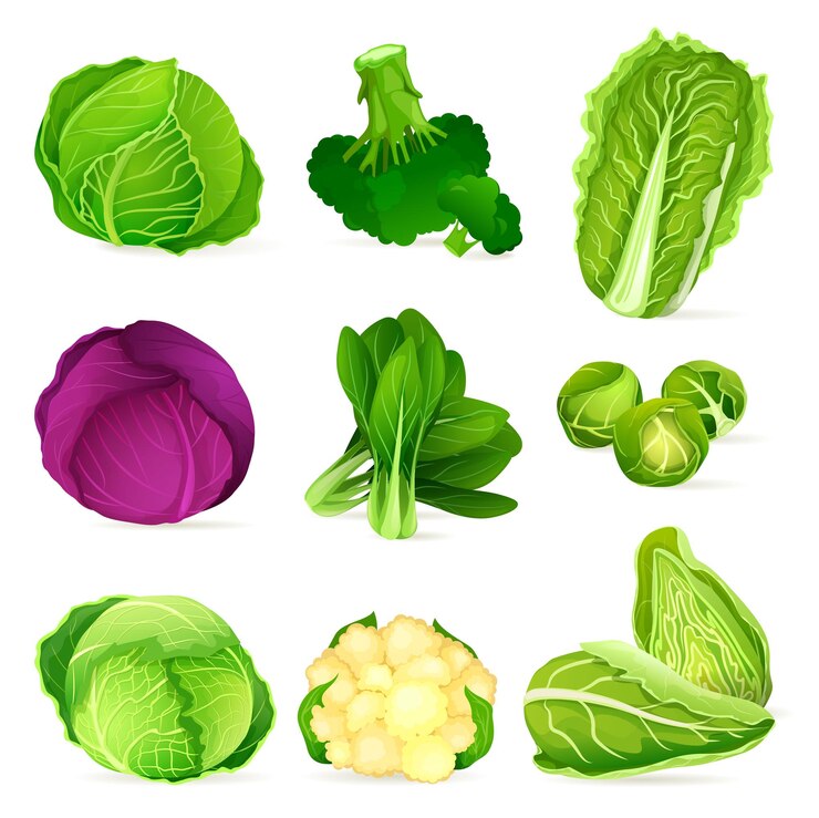 Vector conjunto de iconos de plantas de jardín frescas de coles