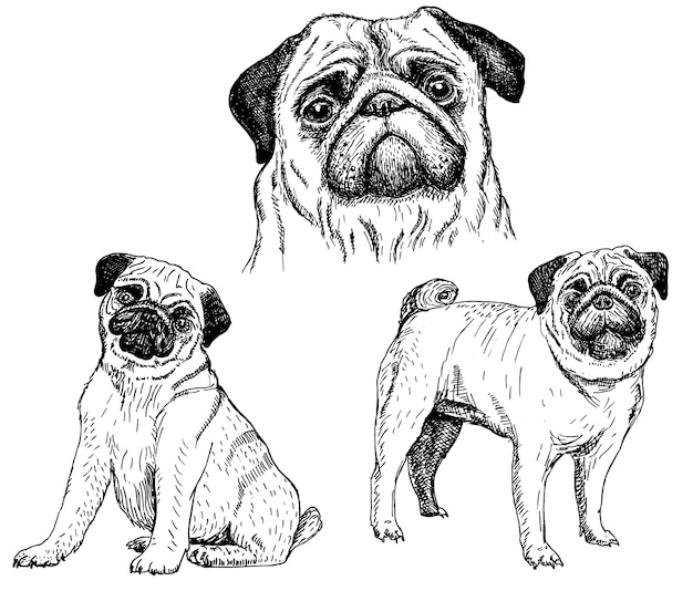 Conjunto de iconos de Pug dogsketch