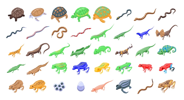 Vector conjunto de iconos de reptiles y anfibios, estilo isométrico