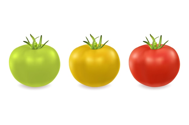 Vector conjunto de iconos de tomate verde amarillo y rojo realista closeup aislado sobre fondo blanco plantilla de diseño