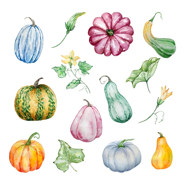 Conjunto de ilustración acuarela de calabazas otoñales de diferentes formas y colores y flores amarillas con hojas verdes