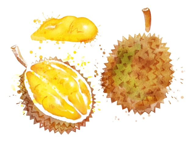 Conjunto de ilustración acuarela de durian