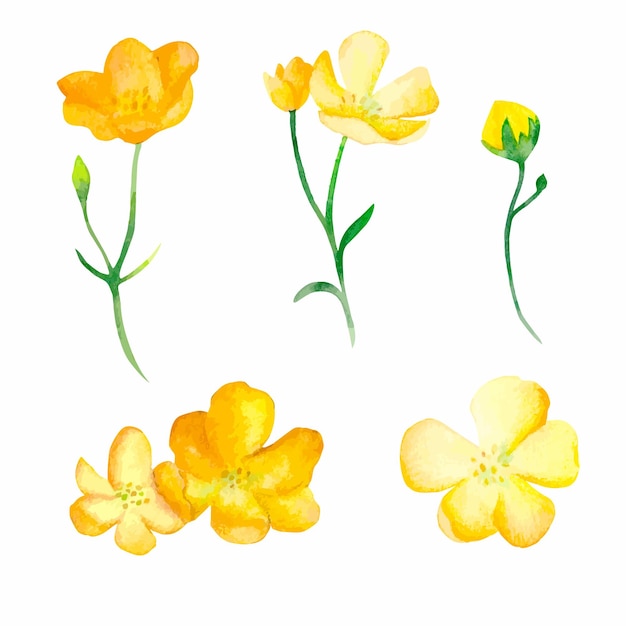 Conjunto de ilustración acuarela de flores de ranúnculo amarillo