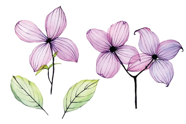 Conjunto de ilustración de acuarela de flores tropicales transparentes flores de color rosa púrpura aisladas en blanco