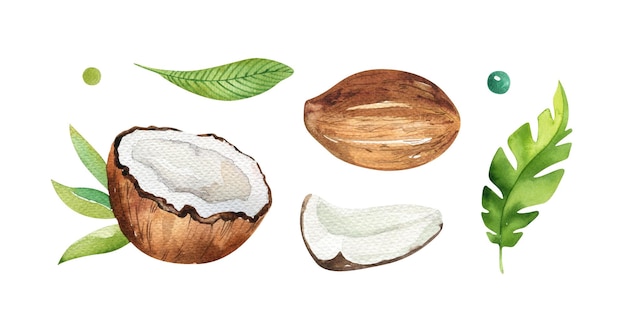 Vector conjunto de ilustración de acuarela de mitad entera de coco y pieza con manchas de pintura y salpicaduras