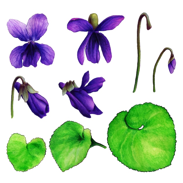 Conjunto de ilustración acuarela de violetas