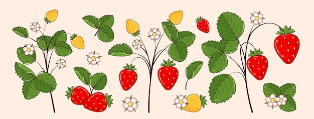 Conjunto de ilustración aislada de fresas silvestres Fresas Bayas del bosque Vector dibujado a mano moderno
