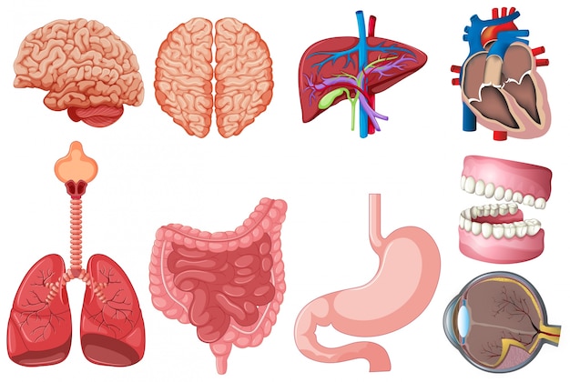 Conjunto de ilustración de la anatomía humana