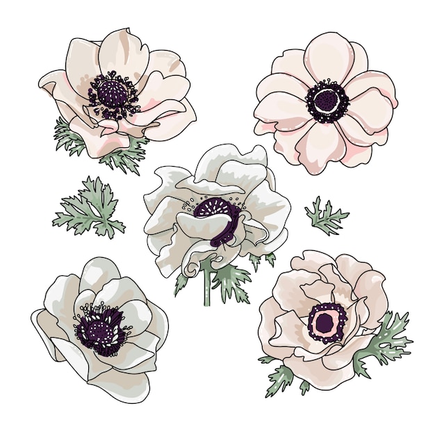 Vector conjunto de ilustración de anémonas para diseño de ramo floral