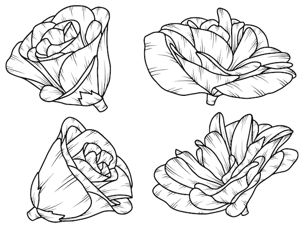Conjunto de ilustración de arte de línea de boceto de flor dibujada a mano